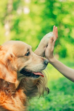 Bahar, yaz parkta bir yürüyüşe altın geri almak