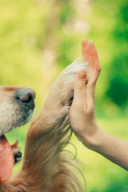 Bahar, yaz parkta bir yürüyüşe altın geri almak