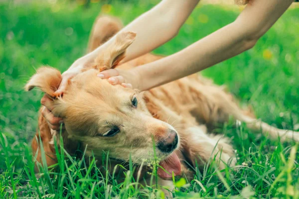 Golden Retriever Parku Wiosna Lato Spacer — Zdjęcie stockowe