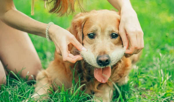 Golden Retriever Spring Summer Park Walk — Stock Photo, Image