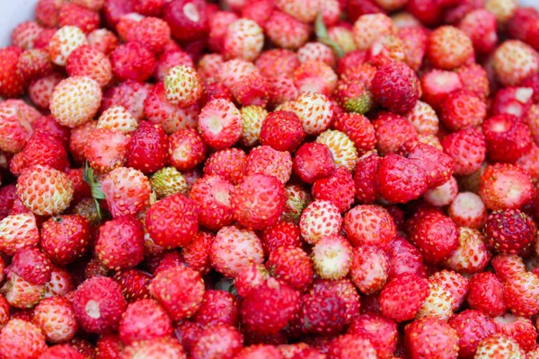 Natural Organic Wild Strawberry — Stock Photo, Image