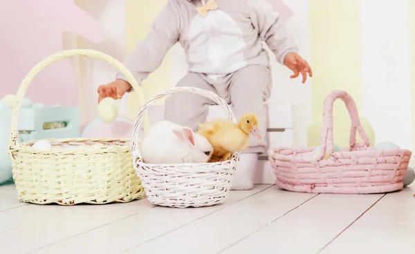 Easter Composition Rabbit Ducks — Stock Photo, Image