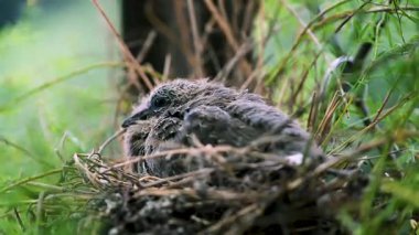 Bir bebek benekli güvercin, Tayvan 'ın New Taipei şehrinde Xindian' da bir binanın arkasındaki balkonda asılı duran bir saksının içinde duruyor..