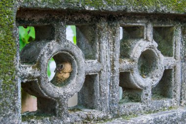 Yaban arısı kovanının yakın plan görüntüsü yıpranmış beton bir çitin üzerine inşa edilmiş ve üzerinde yosun yetişiyor. Taoyuan, Tayvan 'daki Xian Guang Askeri Akraba Köyü Kültür Parkı' nda..