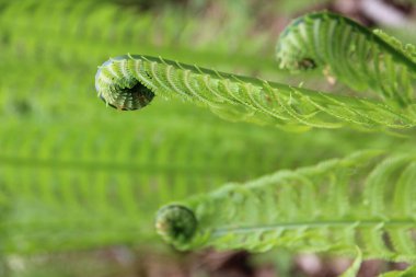 Rusya 'nın bitki örtüsü. Çiçekler yakın plan. Doğanın ihtişamı.