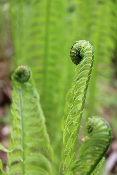 Rysslands Flora Blommor Närbild Naturens Prakt — Stockfoto