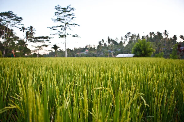 Risterrasser Ubud — Stockfoto