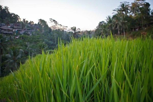 Βεράντες Ρυζιού Στο Ubud — Φωτογραφία Αρχείου