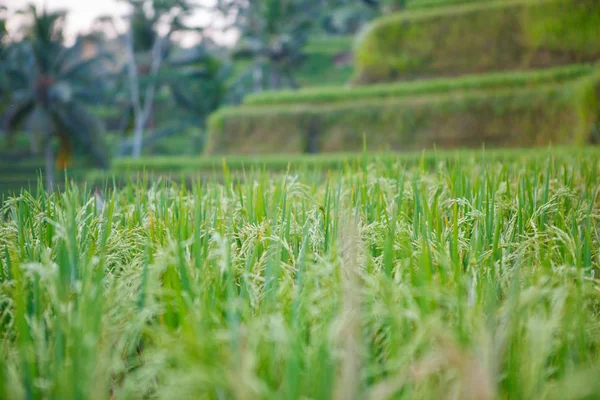 Ubud Pirinç Terasları — Stok fotoğraf