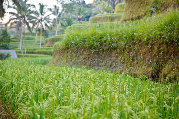Terraços Arroz Ubud — Fotografia de Stock