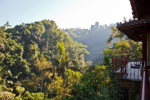 Giungla Piscina Tropicale Villa — Foto Stock