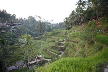 Ubud 'da pirinç terasları