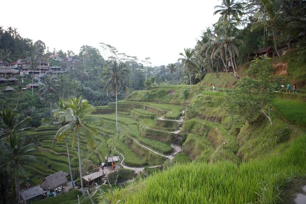 Risterrasser Ubud — Stockfoto