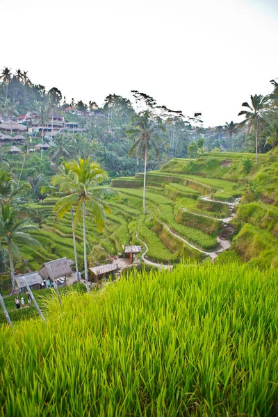 Βεράντες Ρυζιού Στο Ubud — Φωτογραφία Αρχείου