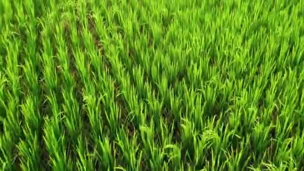 Rice Terraces Ubud Aerial View — Stock Video