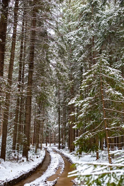 Schnee Wald Straße Winter — Stockfoto