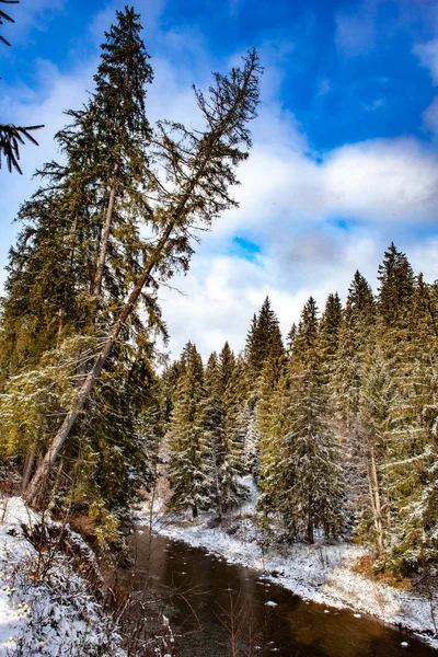 Bosque Nieve Río Invierno —  Fotos de Stock