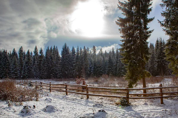 Schnee Wald Bäume Winter — Stockfoto