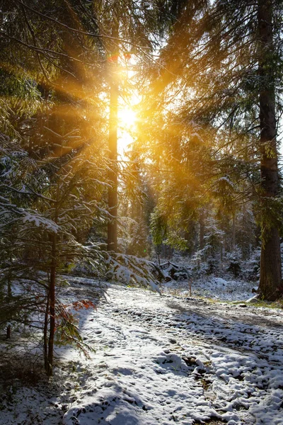 Árboles Bosque Soleado Nieve —  Fotos de Stock