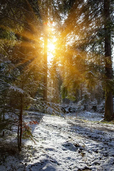 雪阳光森林树 — 图库照片