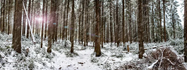 Панорама Сніжного Лісу Зима — стокове фото