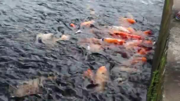 Japanese Carp Feeding Footage Video — Stock Video