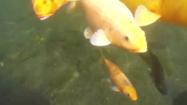 su sarayı tirta gangga Bali