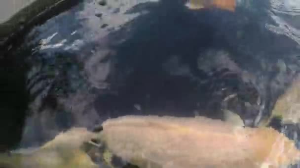 palais de l'eau tirta gangga Bali 