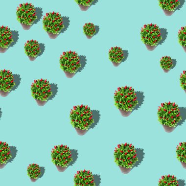 Saksıda desen bitkisi