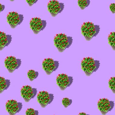 Saksıda desen bitkisi