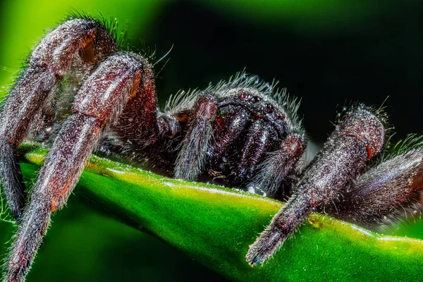 Closeup Portrait Spider Macro — Stock Photo, Image