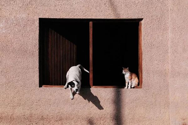 Hund och katt i fönstret — Stockfoto