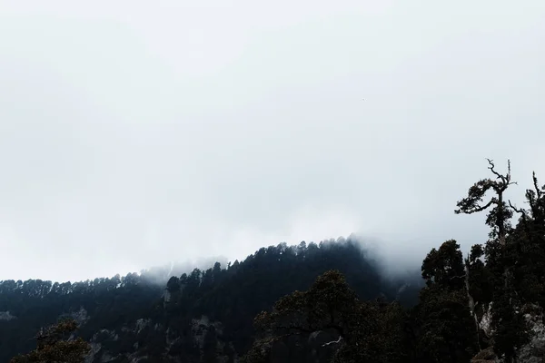 La historia del bosque místico — Foto de Stock