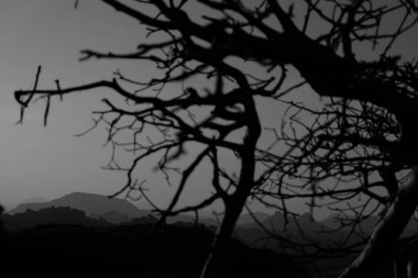 Bir arka plan dallarda Dağları'nın silüeti