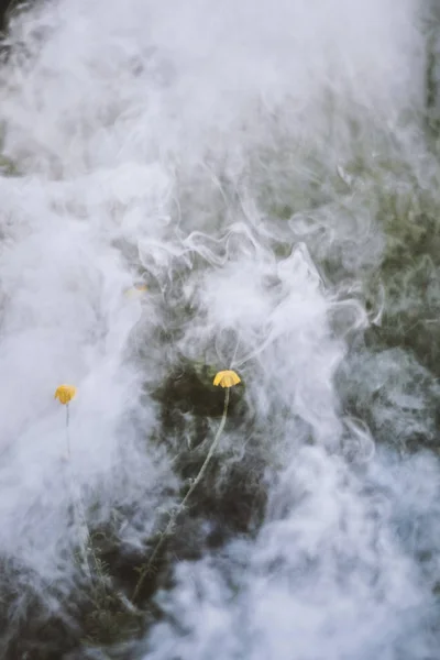 Duas flores amarelas na fumaça branca — Fotografia de Stock