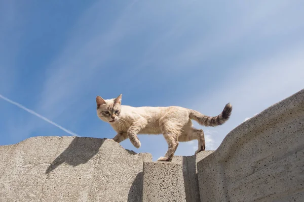 Gato andando em uma cerca contra o céu — Fotografia de Stock