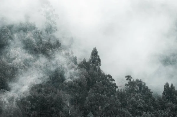 Árvores nas nuvens brancas — Fotografia de Stock