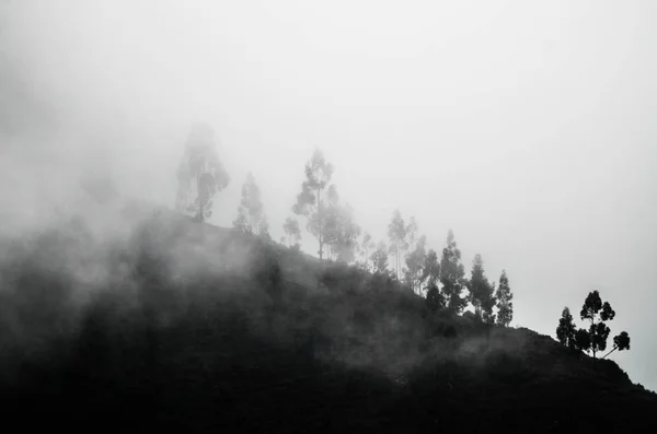 Árvores nas nuvens brancas no horizonte — Fotografia de Stock