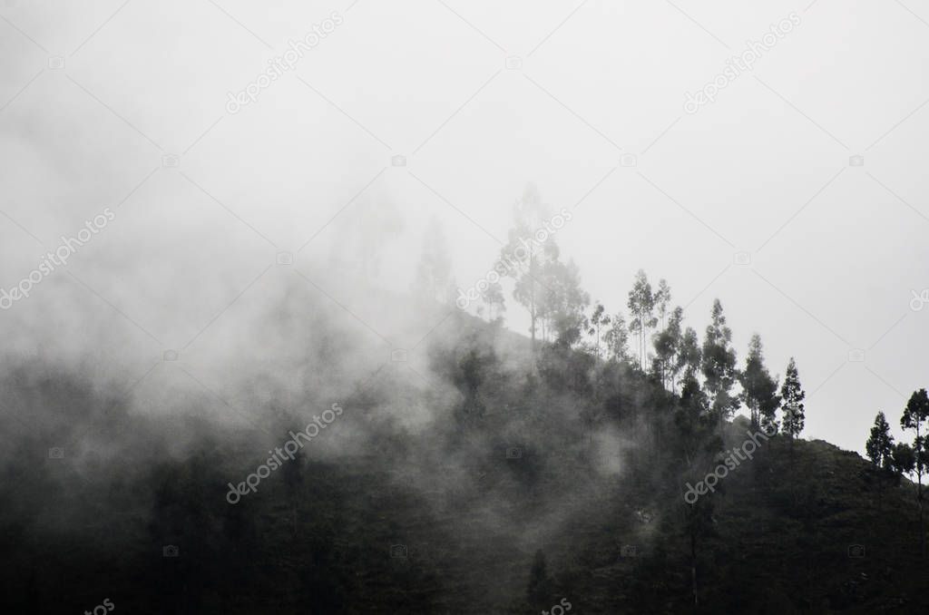 Forest in thick fog on the white background