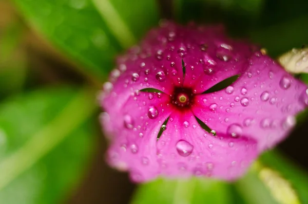 Fioletowy Kwiat Kropli Tle Trawy — Zdjęcie stockowe