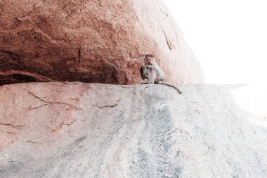 Maymun bir kayaya oturan ve kameraya bakıyor 