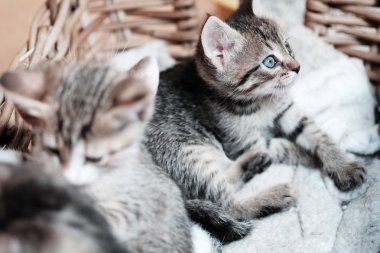 Sepeti sevimli yavru kedi görünüyor