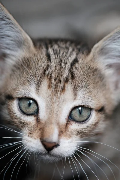 Chaton mignon regarde la caméra — Photo