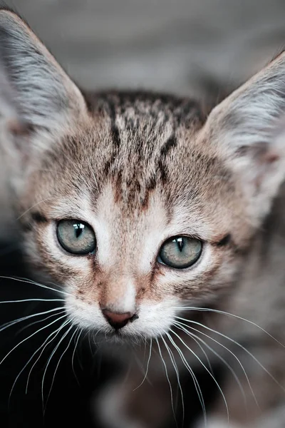 Chaton mignon regarde la caméra — Photo