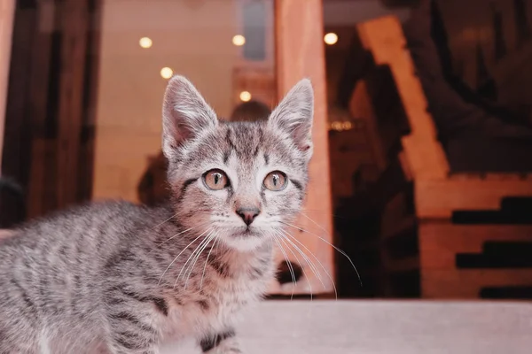 Şirin kedi yavrusu kameraya benziyor — Stok fotoğraf