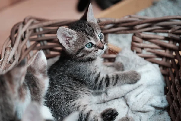 Chaton mignon regarde sur le panier — Photo