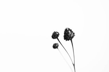 Üç siyah çiçek