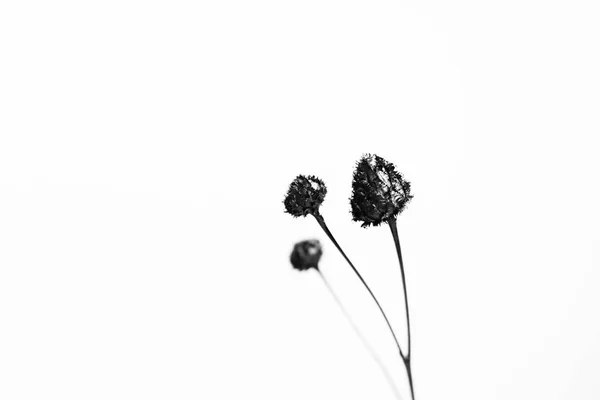 Tiga bunga hitam — Stok Foto