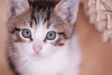 Şirin kedi yavrusu kameraya benziyor