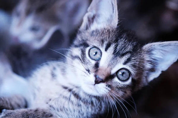 Chaton mignon regarde la caméra — Photo